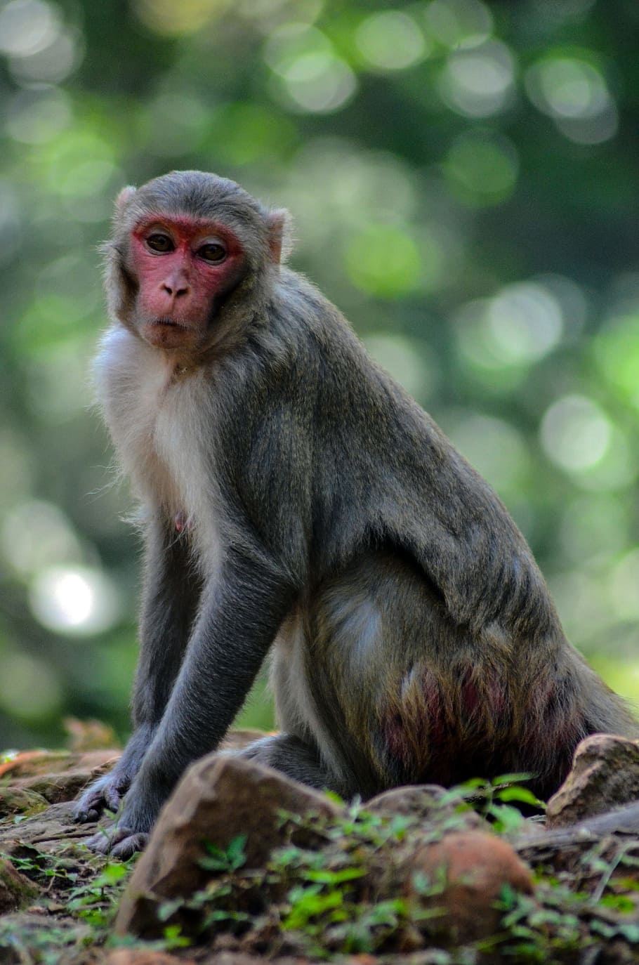 猿 動物 野生動物 ジャングル 野生 自然 動物園 森林 インド 哺乳類 Pxfuel