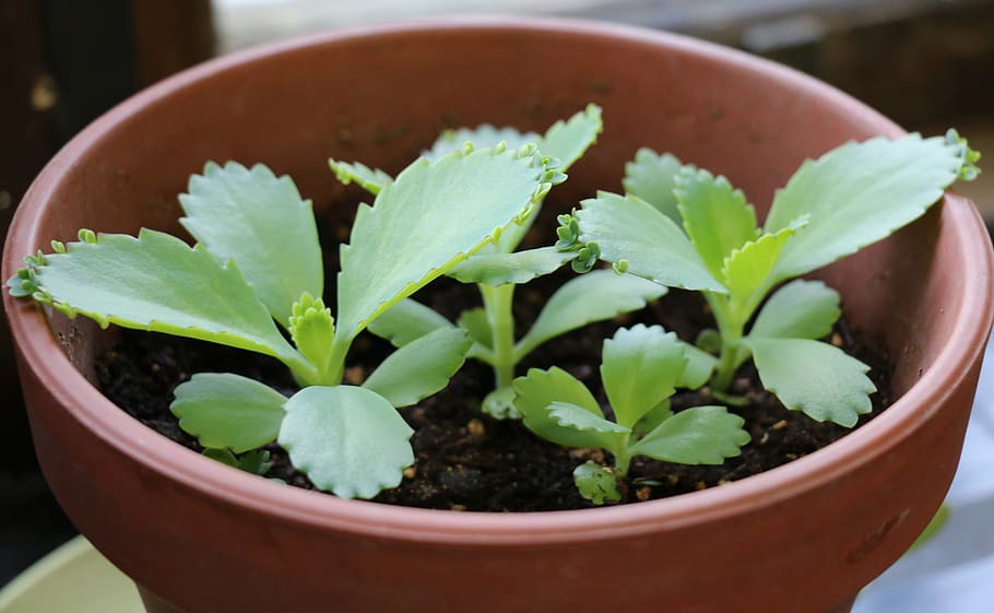 succulent, pot, plant, houseplant, potted, mother of thousands, terra cotta, potted plant, leaf, plant part
