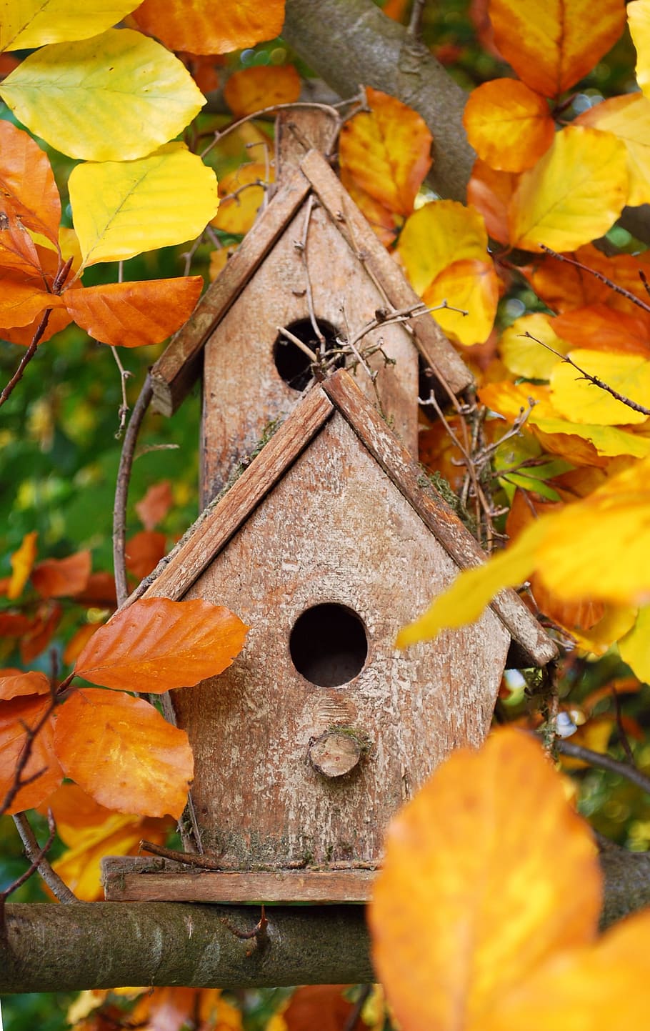 aviary, home, bird feeder, colorful, color, bird, build, feeding, wood, tree