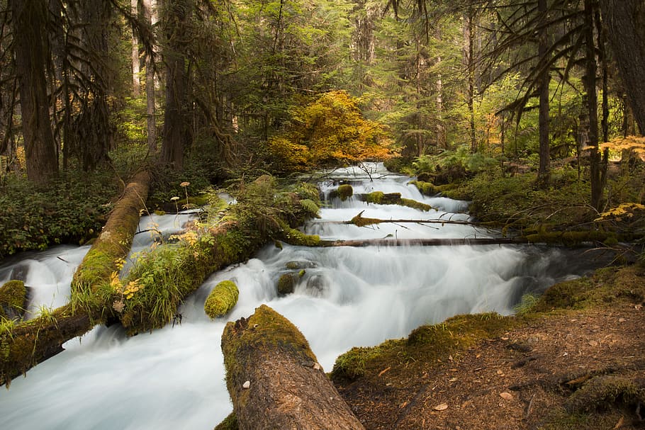 Otoño, color, Olallie, Creek, Oregon, cuerpo de agua, árboles, árbol, bosque, agua