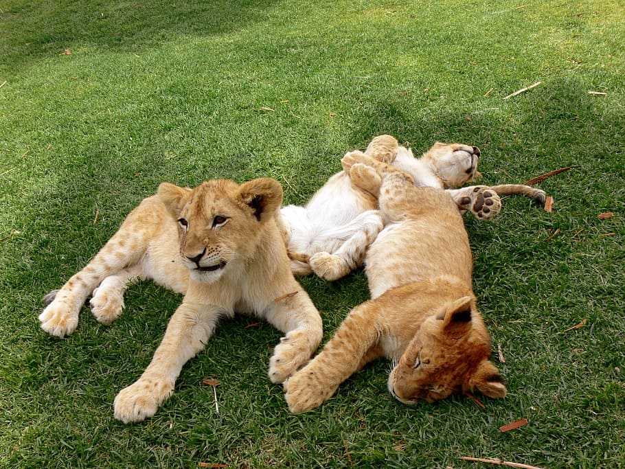três, filhotes de tigre, postura, verde, campo de grama, leão, filhote de leão, filhotes, jogar, tocando
