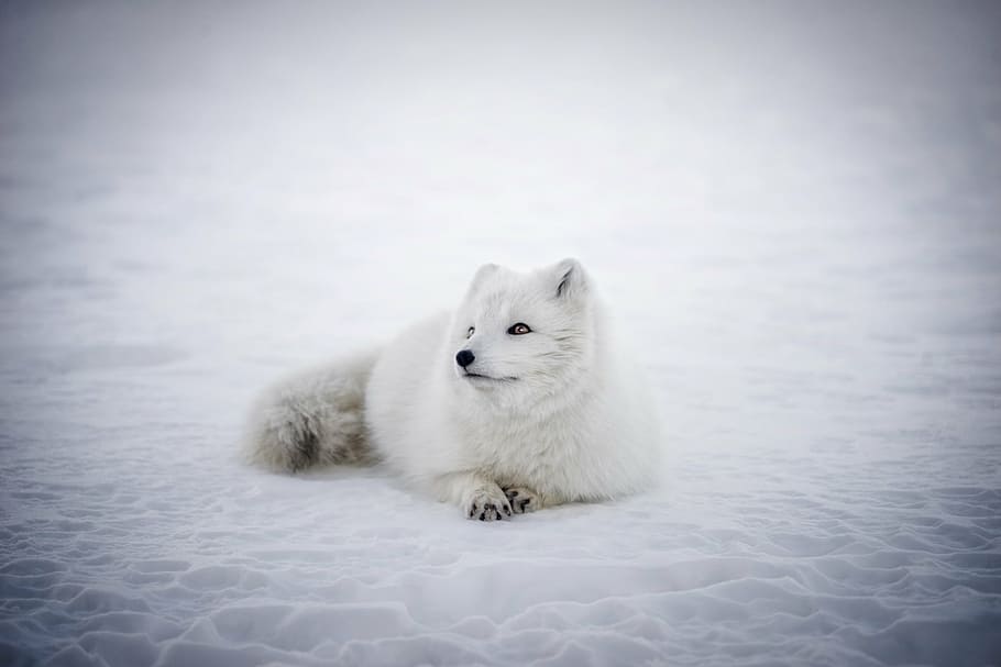 white, animal, prone, lying, snowfield, iceland, arctic fox, wildlife, cute, snow