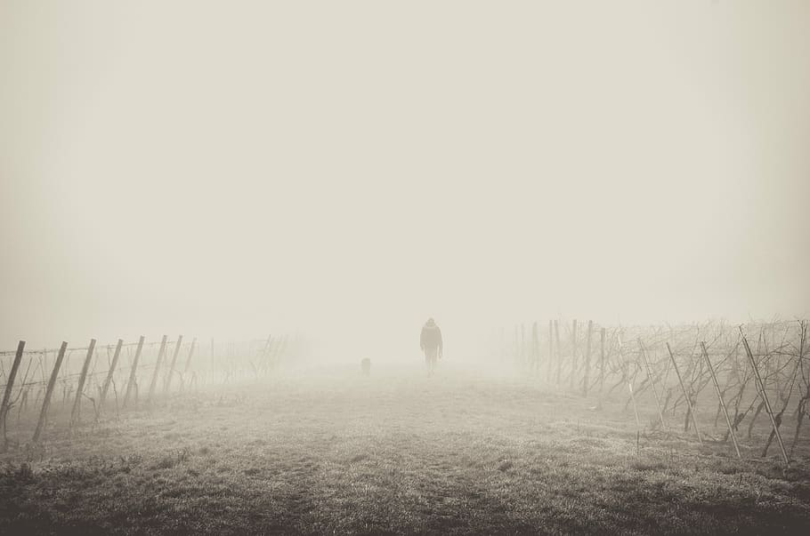 человек, гулять пешком, трава, окруженный, туман, Десерт, туманный, природа, люди, тень