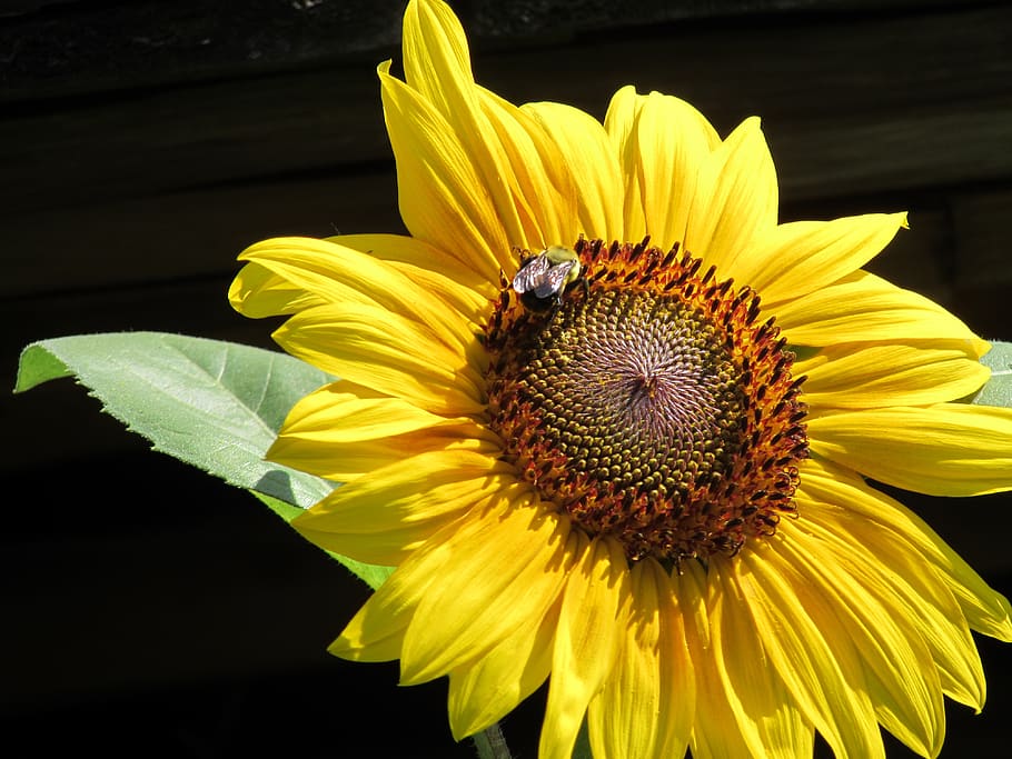 sunflower, bee, nature, flower, bloom, garden, insect, kentucky, pollen, sting
