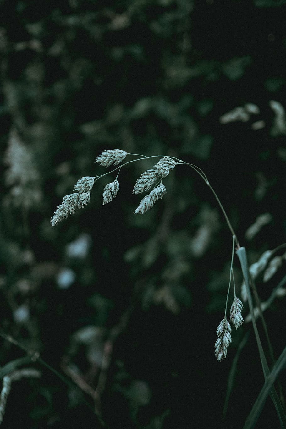 selective, focus photo, green, grass, dark, outdoor, plant, nature, growth, fragility