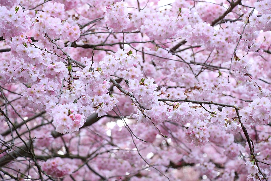 flores, flores de cerezo japonesas, rosa, flor de cerezo, rama, ramas de  flor, cereza ornamental, naturaleza, árbol, planta floreciendo | Pxfuel