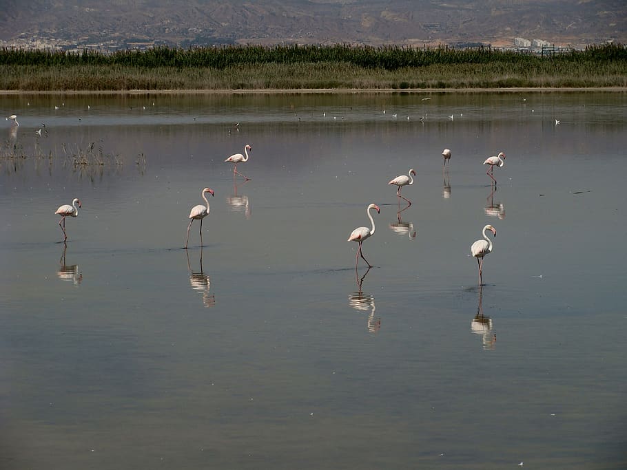 flamingo, animais selvagens, pássaro, sudeste ibérico, temas animais, animais em estado selvagem, água, grupo de animais, vertebrado, lago