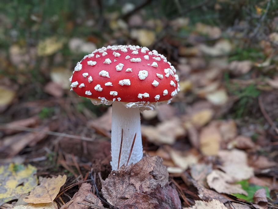 Бесплатный гриб. Agaricus muscarius — красный мухомор. Красный мухомор Агарикус. Ава грибочек мухомор.