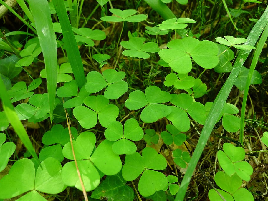 irish, green, clover, sorrel, shamrock, green color, plant, growth, plant part, leaf