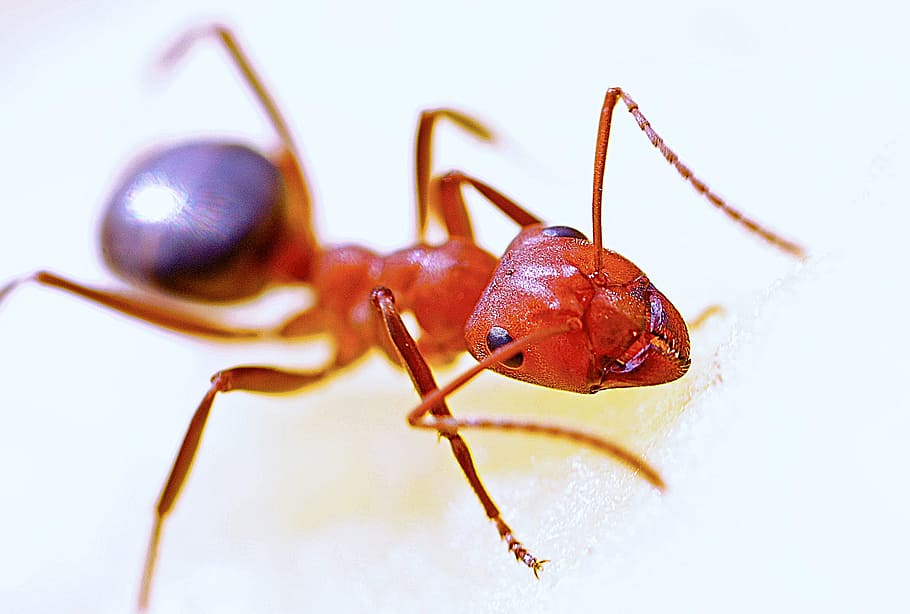 fire ant, close-up photography, ant, macro, insect, red, nature, antenna, animal, wildlife