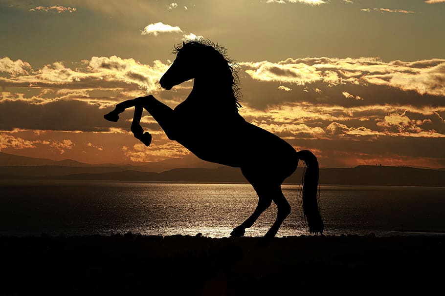 silhouette, horse, sea, sunset, light reflections, horses, animals, animal, nature, seaside