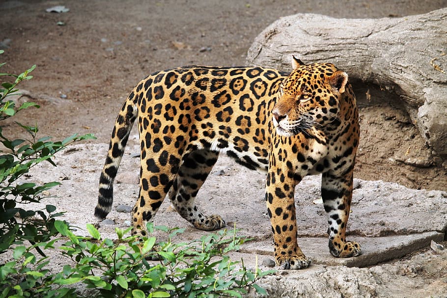 black, brown, cheetah, standing, green, leaf plant, jaguar, animal, zoo, nature