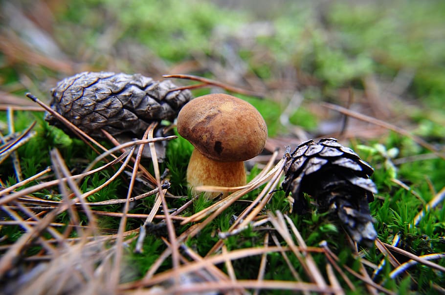 mushroom, forest, mushrooms, in the fall, moss, macro, cones, pine cone, fungus, food