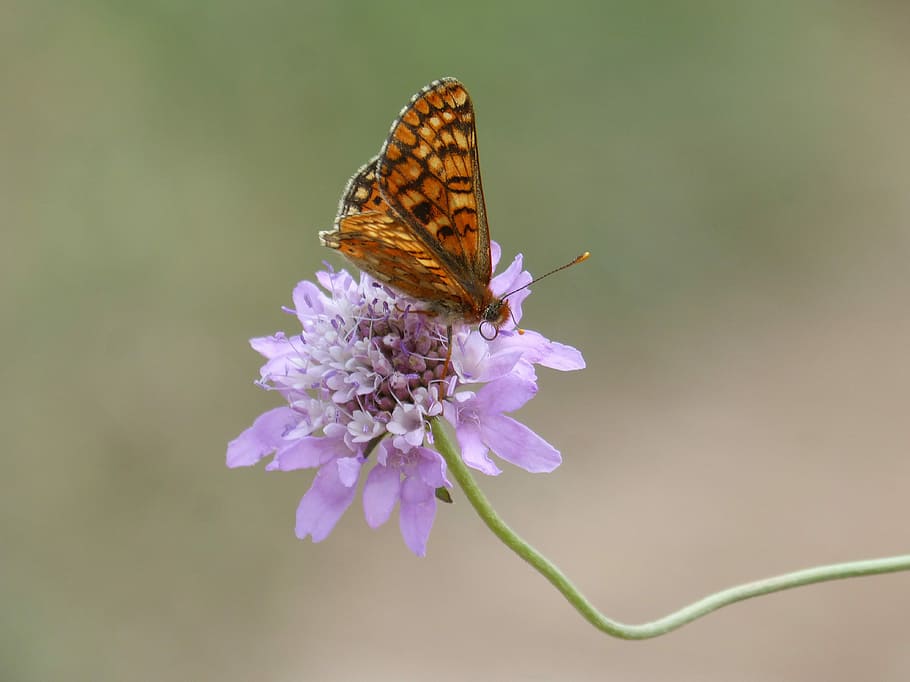 butterfly, damero knapweed, melitaea phoebe, orange butterfly, libar, wild flower, scabiosa, pin cushioning flower, scabious, purple flower