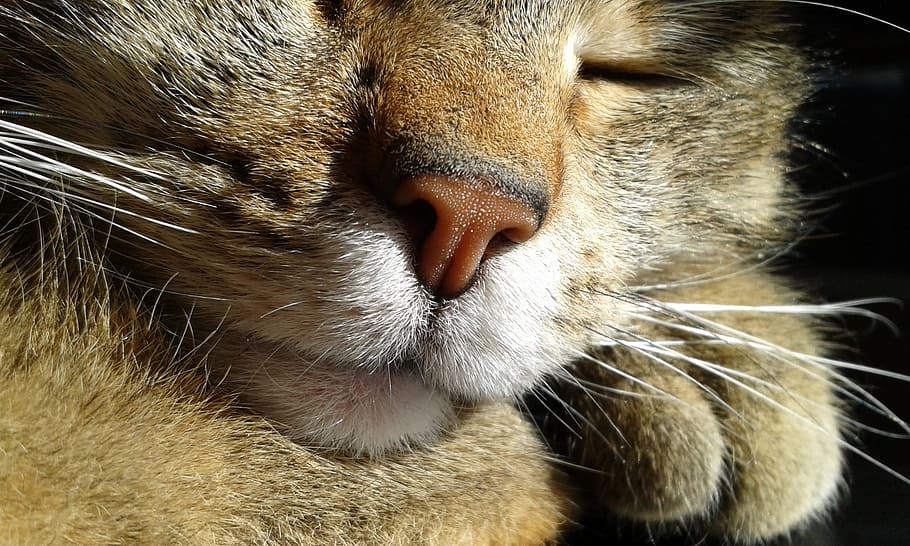 closeup, foto, cinza, gato, nariz, fechar-se, dormir, gatos, animal de estimação, cara de gato