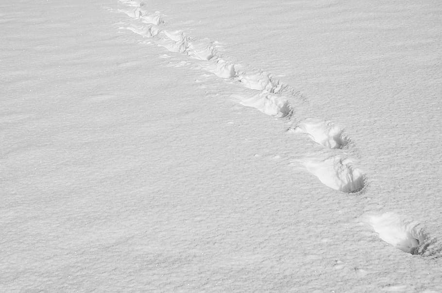 footsteps, snow, Traces, Footsteps In The Snow, the trail of the, winter, tree, nature, birch, one animal