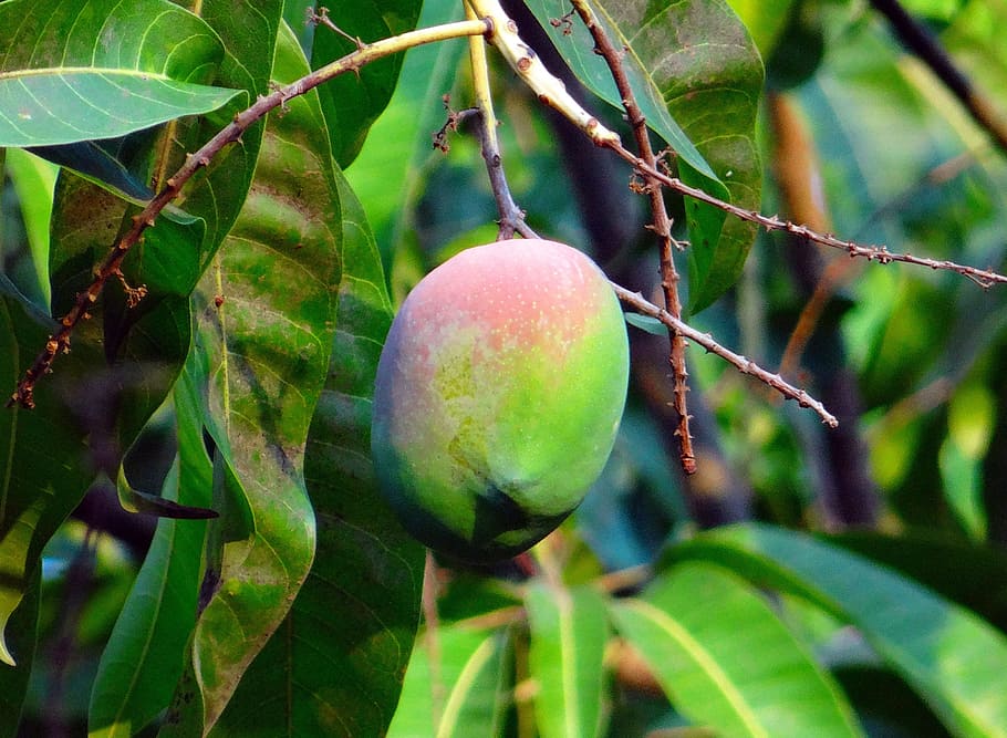 Mango, Mangifera indica, sobre fruta madura, tropical, árbol de mango, fruta, Dharwad, India, alimentación saludable, comida