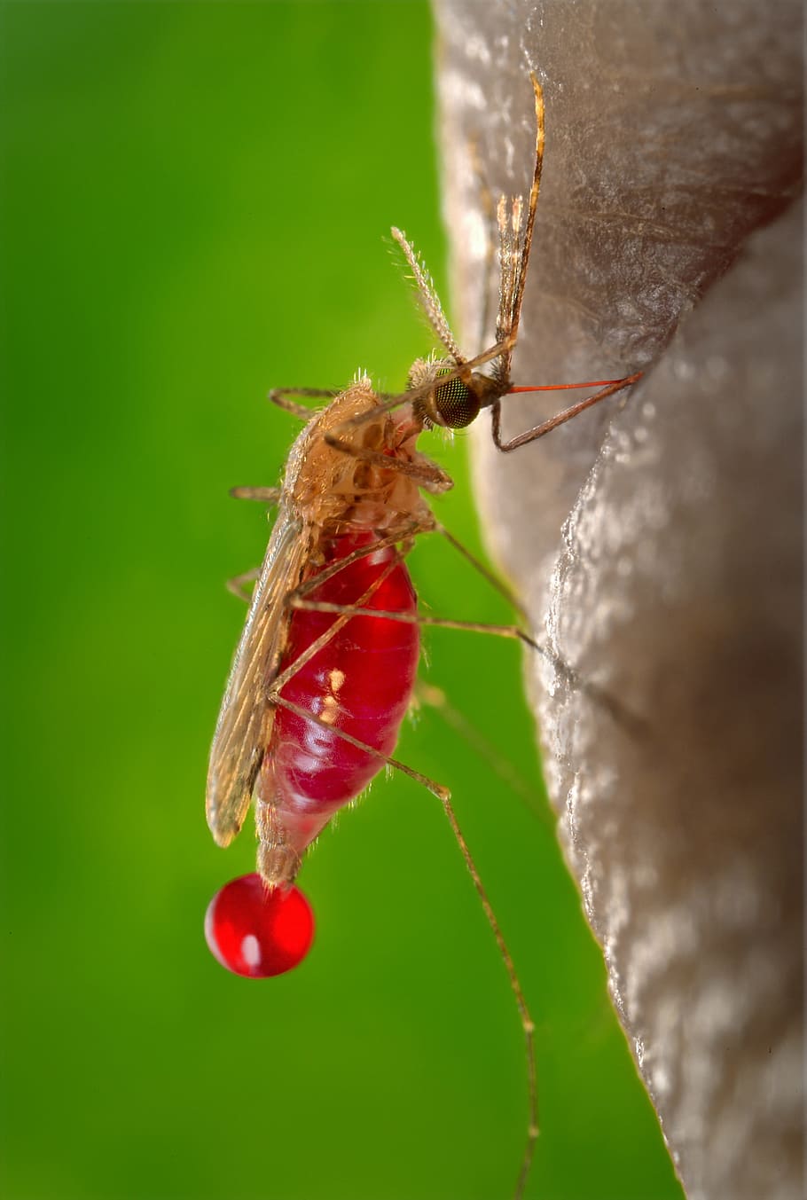 foto, mosquito albino, mosquito, chupando, sangue, malária, parasita, doença, fêmea, mordendo