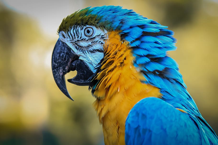 Selective Focus Photography Blue Orange Parrot Macaw Ave Bird