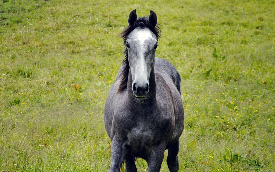 cinza, cavalo, campo, cavalo cinza, bruxa, prado de verão, animais, cavalo de passeio, grama, verão