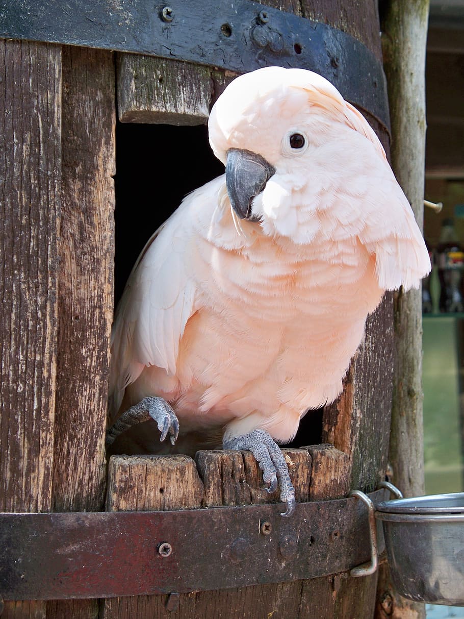 Salmon-crested Cockatoo, Cacatua Moluccensis, Moluccan Cockatoo, Bird ...