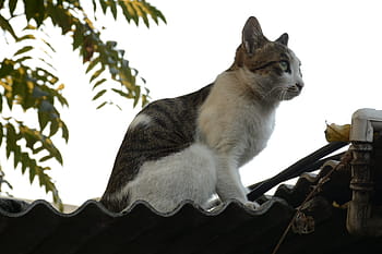 Foto kucing gemuk  Pxfuel