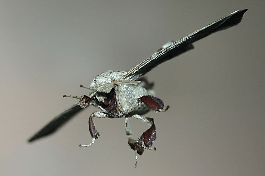 蛾 バグ ガラス 毛皮で覆われた 面白い 不気味な 昆虫 1匹の動物 動物 動物のテーマ Pxfuel