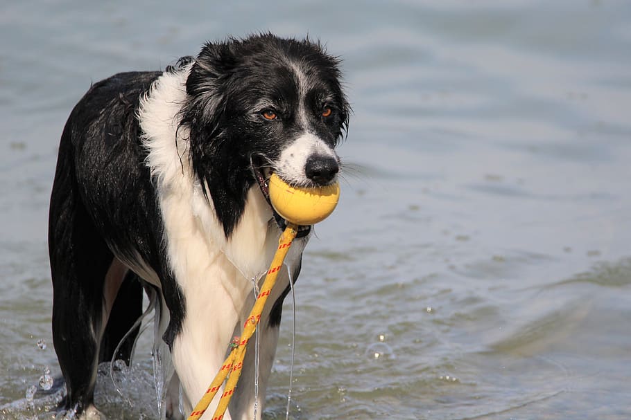 dog, bathroom, lake, waters, ball, play, swim, one animal, canine, pets
