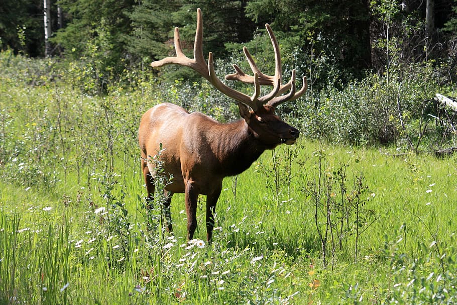 brown moos, brown, moos, moose, hirsch, wapiti, wapiti deer, banff, banff national park, canada