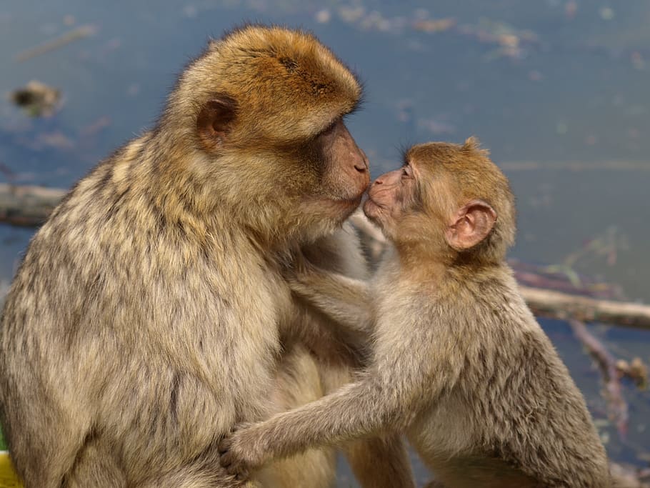 selective, focus photography, adult monkey, kissing, baby monkey, berber monkeys, barbary ape, kiss, mother and child, young