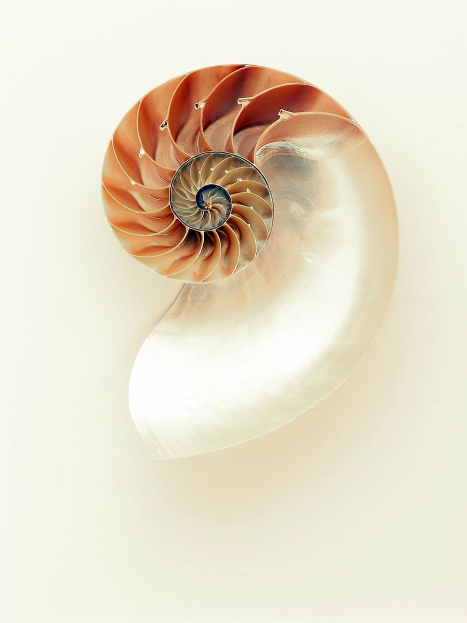closeup, beige, white, seashell, nautilus, shell, shimmer, silver, mother of pearl, gloss