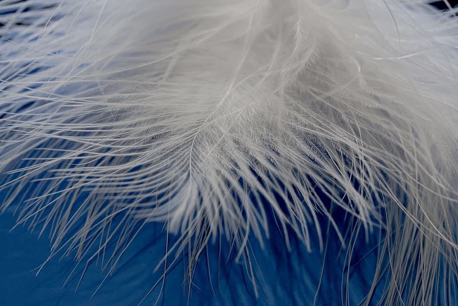 white feather, feather, ease, airy, spring dress, bird feather, featherweight, lightweight, slightly, macro
