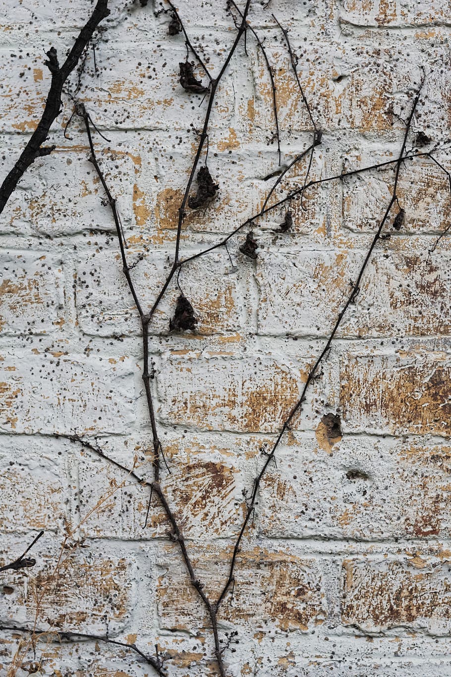 bricks, wall, vines, texture, full frame, backgrounds, wall - building feature, tree, plant, day