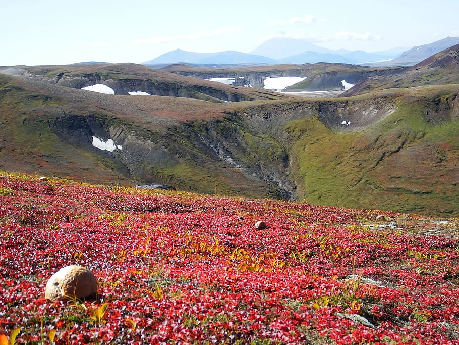 montañas, volcán, setas, tundra, otoño, carretera, paisaje, naturaleza, el pie, kamchatka