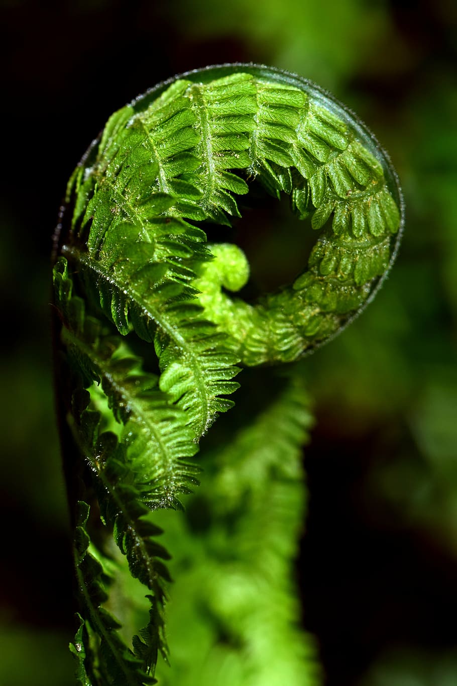 selective, focus photography, green, fern, daytime, close, plant, forest, nature, leaves