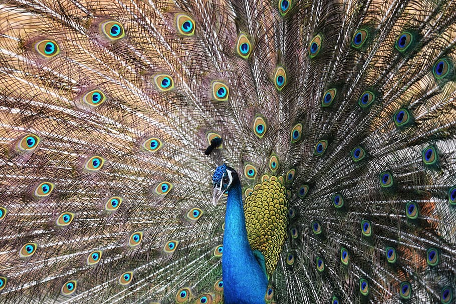 animal, bird, peacock, peacocks, indian peacock, feathers, beautiful, travel, natural, landscape