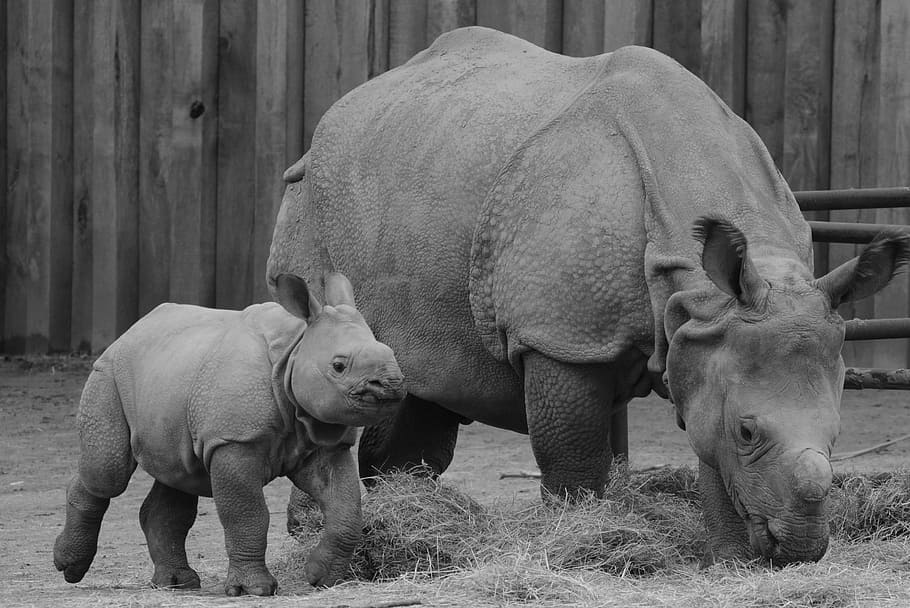 rhino, baby rhinoceros, animal, mammal, calf, animal themes, group of animals, vertebrate, rhinoceros, day