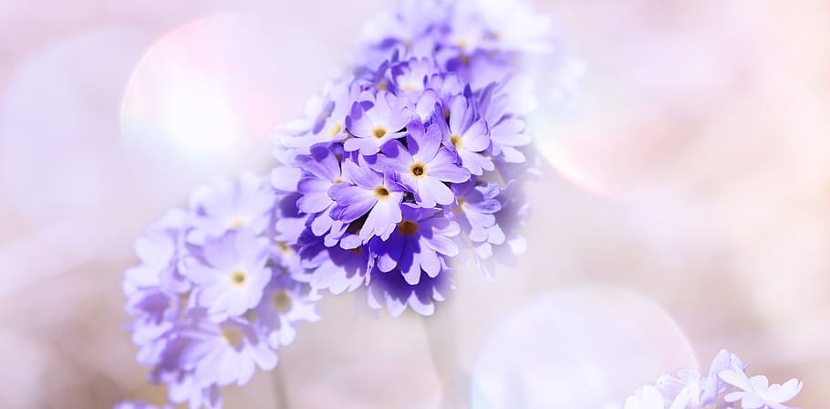 white, purple, petaled flowers, primrose, drumstick, flowers, blue, spring flower, early bloomer, close