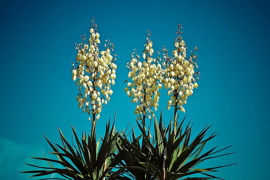 Yucca, Palm, Blossom, Bloom, Flora, tanaman, keluarga lily, bunga, putih, semak