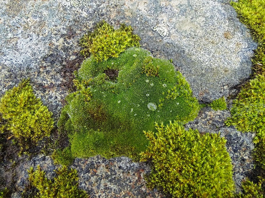 Musgo, gota de água, pedra, gotejamento, verde, bemoost, islândia, macro, rocha - objeto, ao ar livre