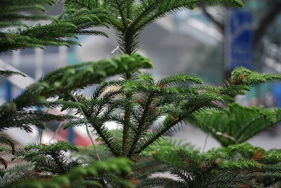 pohon, pinus, norfolk, pulau, hijau sepanjang tahun, natal, termasuk jenis pohon jarum, xmas, hias, flora