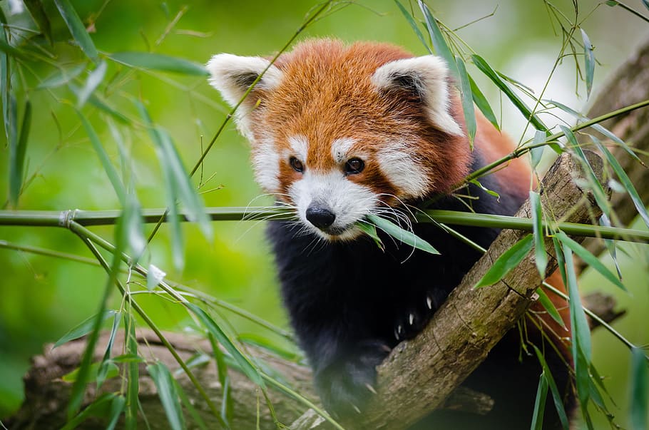 写真 赤 パンダ 動物 かわいい 草 レッサーパンダ 野生動物 1匹の動物 動物テーマ Pxfuel