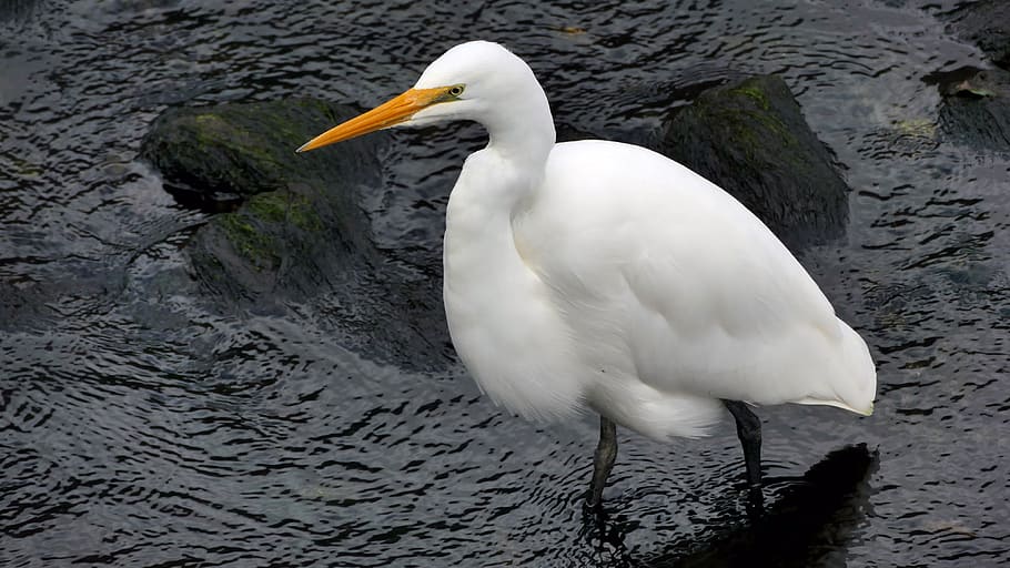 White, heron, Egretta, alba, white great egret bird, animal themes, animal, animals in the wild, bird, water
