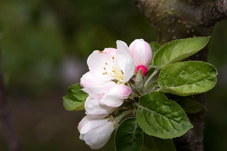 pink-and-white apple blossoms, apple tree blossom, flowers, white, nature, garden, in the garden, vegetable garden, spring, apple blossom