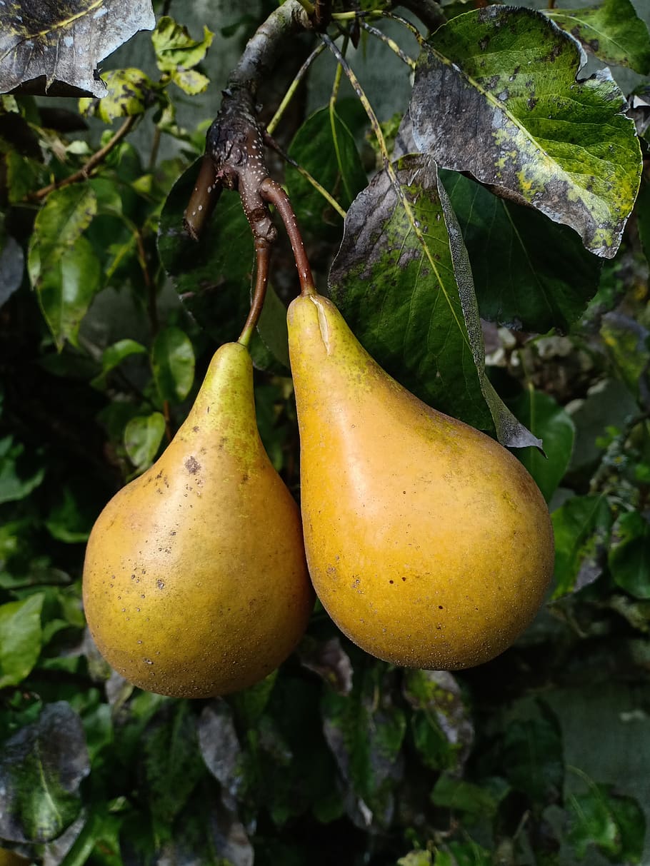 pears, peer, fruit, the conference, autumn, food, food and drink, healthy eating, plant, leaf