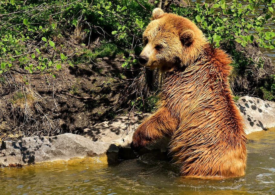 grizzly, bear, body, water, daytime, european brown bear, play ...