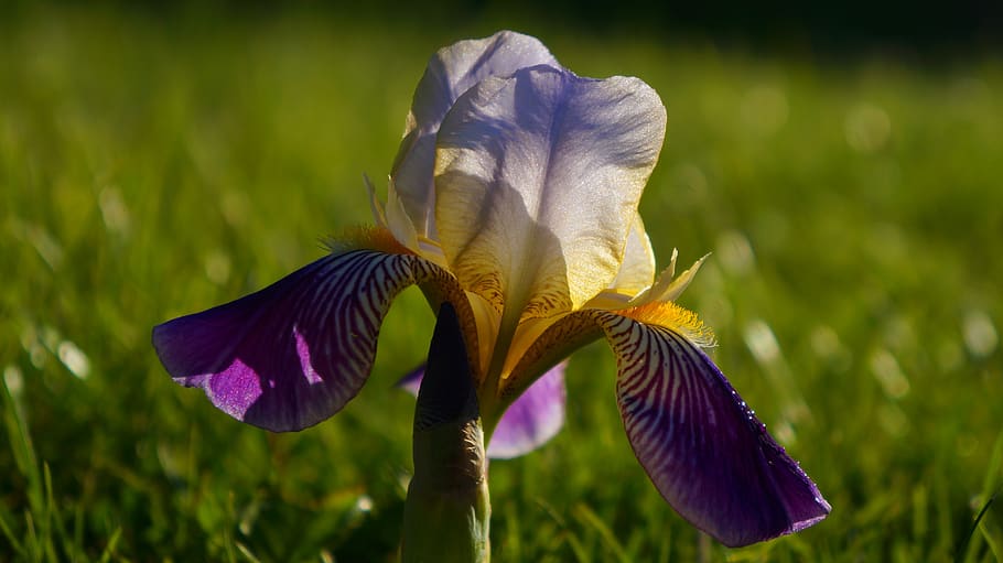 naturaleza, plantas, iris, lirio, violeta, pétalos, luz, planta  floreciendo, planta, flor | Pxfuel