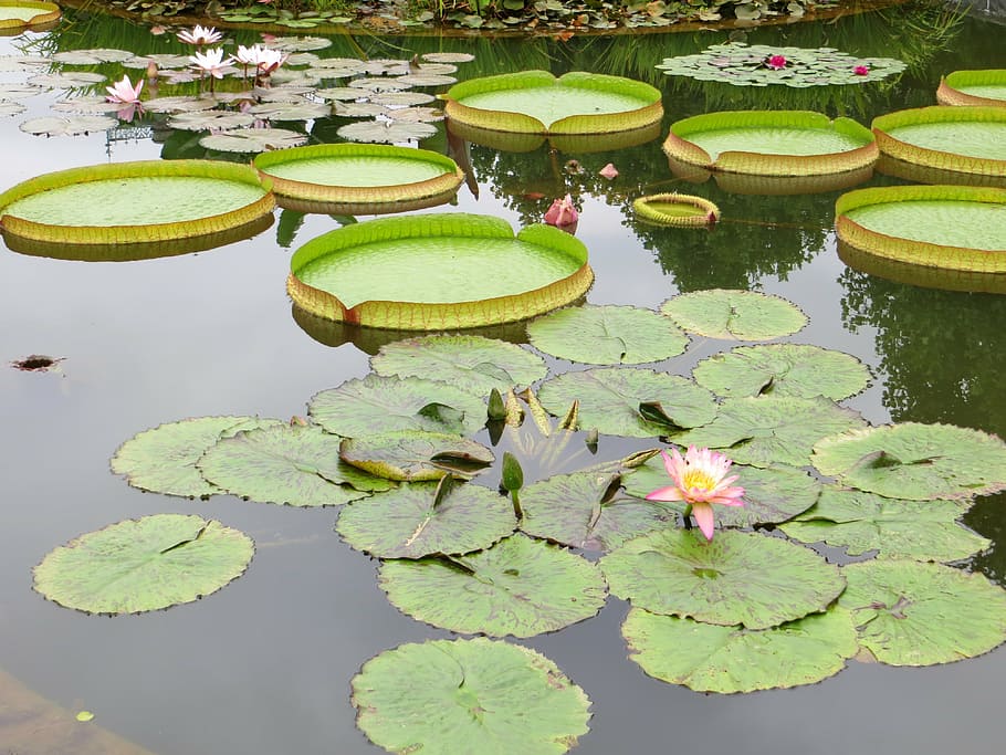 lily pads, pond, water lily, lotus, nature, plant, green, floral, water, lake