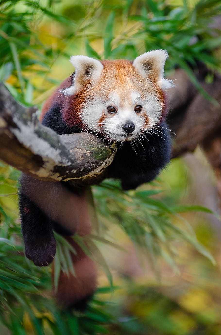 Panda Merah, panda, gantung, pohon, cabang, hewan, tema hewan, satu hewan, hewan margasatwa, mamalia