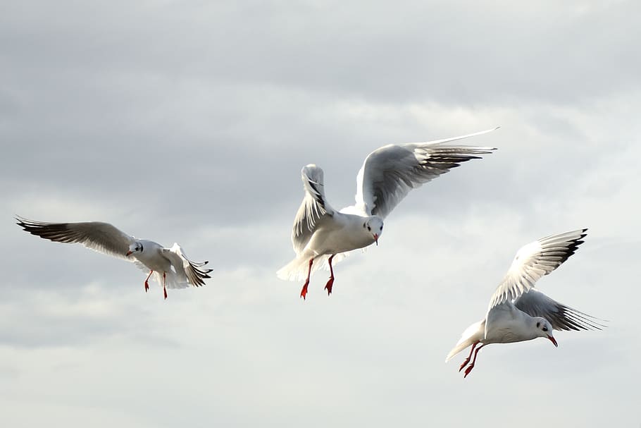 três gaivotas de bico vermelho, gaivotas, pássaro, voar, dom, céu, lago, pena, asa, vestido de primavera